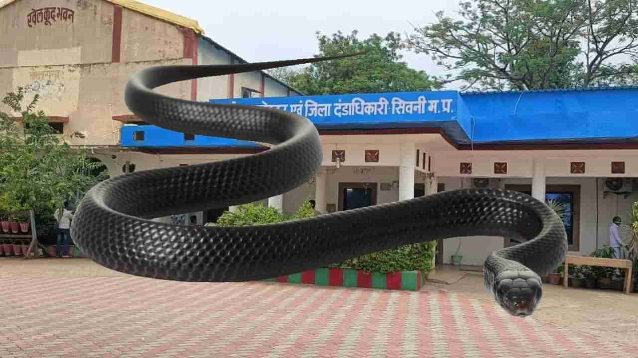 పాము కాటు.. మనిషి మరణం.. కాదేదీ అవినీతికనర్హం.. అమ్మబాబోయ్.. వెలుగులోకి భారీ కుంభకోణం..