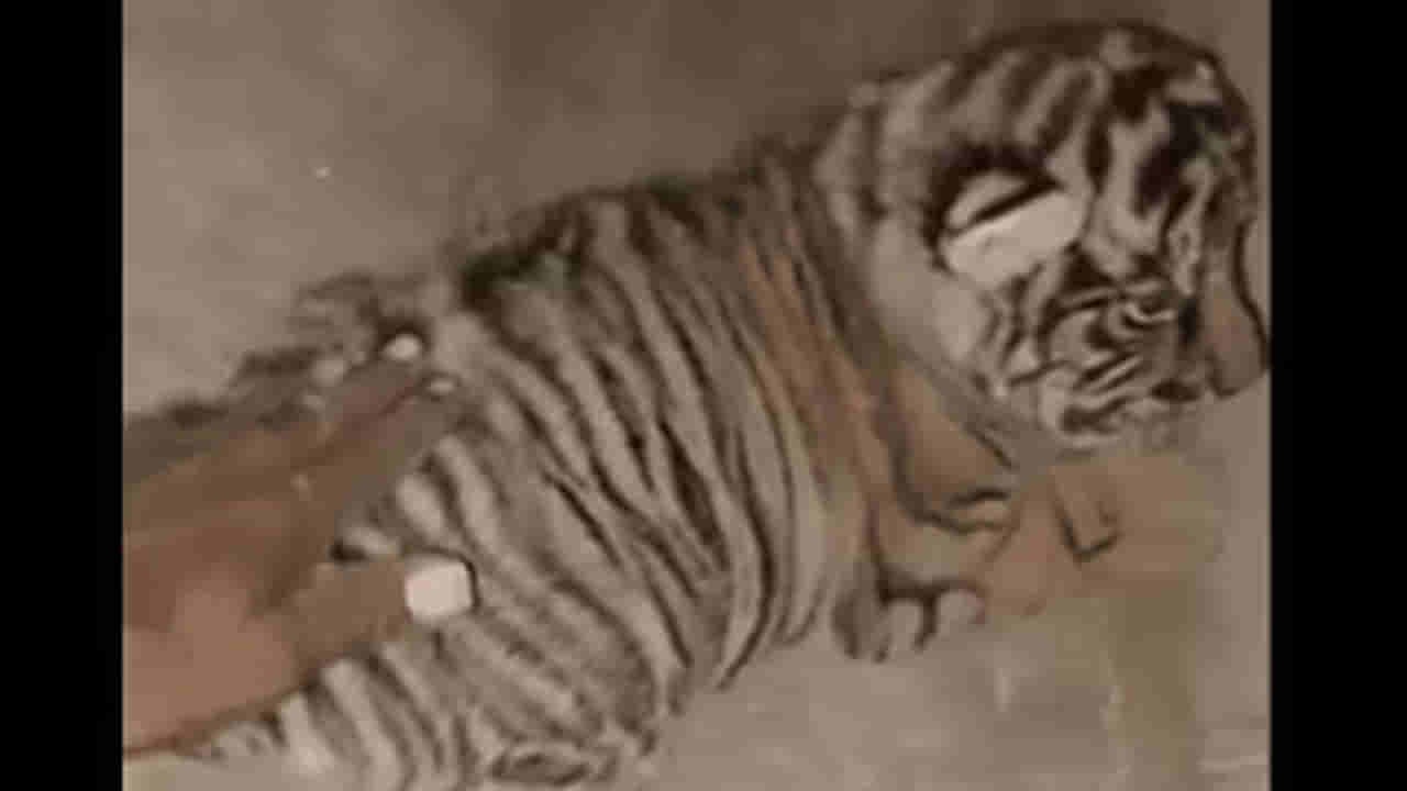 Viral Video: అది పిల్లి అనుకున్నావా బ్రో.. పులి..! ఎంతైనా నీ లక్కు బాగుంది పో