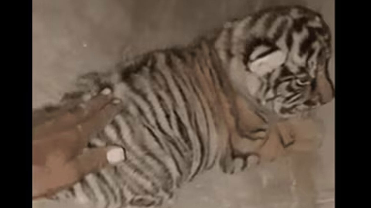 Viral Video: అది పిల్లి అనుకున్నావా బ్రో.. పులి..! ఎంతైనా నీ లక్కు బాగుంది పో