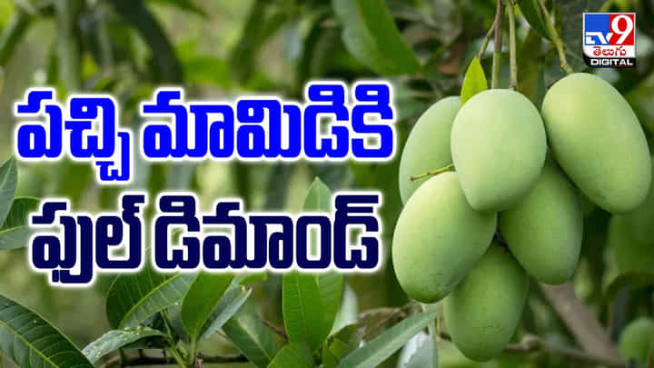 పచ్చి మామిడికి ఫుల్ డిమాండ్.. కారణం అదేనా ?? పచ్చి మామిడికి ఫుల్ డిమాండ్.. కారణం అదేనా ??