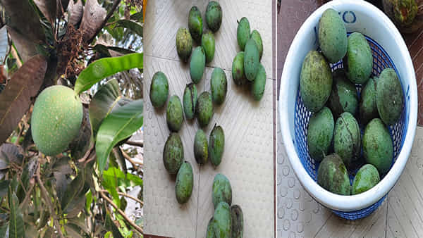 Mango Panduri: పండూరి మామిడిపండు.. సీజన్లో ఒక్కసారైన దీన్ని తినాల్సిందే.. ఇంతకు దాని ప్రత్యేకత ఏంటో తెలుసా!