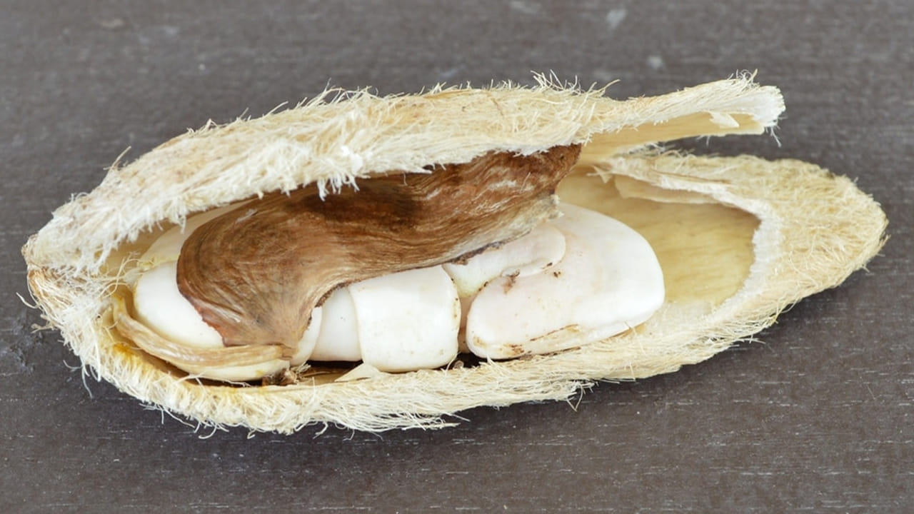 జీర్ణక్రియకు మామిడి విత్తనాల పొడి ఆరోగ్యకరమైన గట్ ను నిర్వహణకు తోడ్పడుతుంది. విరేచనాలు, అజీర్ణం వంటి జీర్ణ సమస్యలను తగ్గించడంలో సహాయపడుతుంది. మామిడి టెంక నుంచి వచ్చే ఆయిల్ చర్మానికి మేలు చేసే గొప్ప మాయిశ్చరైజర్ లా పనిచేస్తుంది. దీని పొడిని ఫేస్ ప్యాక్ లో వేసుకోవచ్చు.