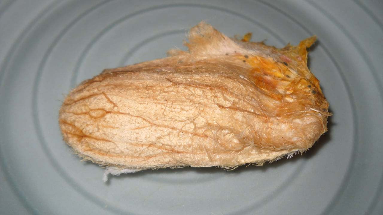 మామిడి టెంకలో కాల్షియం, భాస్వరం, మెగ్నీషియం వంటి ముఖ్యమైన ఖనిజాలు ఉన్నాయి. ఇవి బలమైన ఆరోగ్యకరమైన ఎముకలను నిర్వహించడానికి అవసరం. మామిడి గింజల్లో యాంటీ ఇన్ఫ్లమేటరీ గుణాలు ఉంటాయి. ఇవి శరీరంలో మంటను తగ్గించడంలో సహాయపడతాయి. ఆర్థరైటిస్ వంటి వ్యాధులు ఉన్నవారికి ఇది ప్రయోజనకరంగా ఉంటుంది.