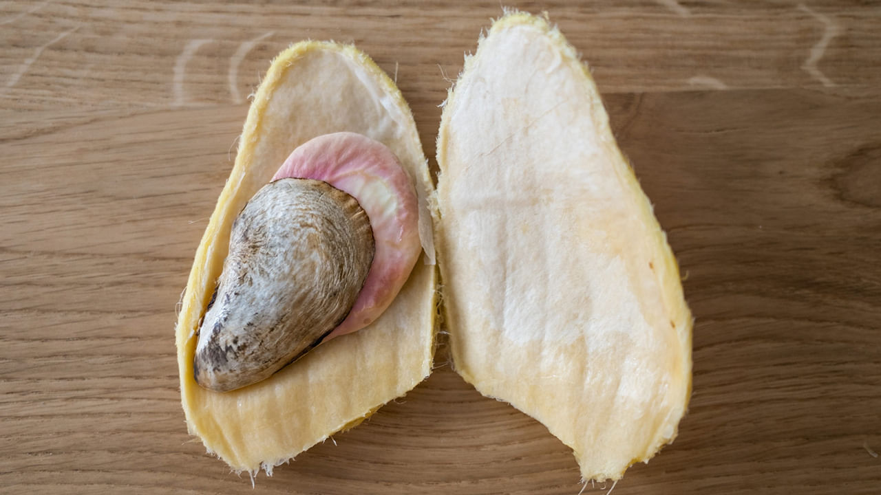 ఇందుకోసం మామిడి గింజలు లేదా టెంకలను బాగా ఎండబెట్టాలి. అవి ఎండాక మిక్సీలో వేసి పొడి చేసుకోవాలి. ఈ పొడిని స్మూతీలు లేదా జ్యూస్ లలో కలిపి తాగుతూ ఉండాలి. ఈ పొడిని టీలో వేసుకుని కూడా తాగితే ప్రయోజనం ఉంటుందని నిపుణులు చెబుతున్నారు.