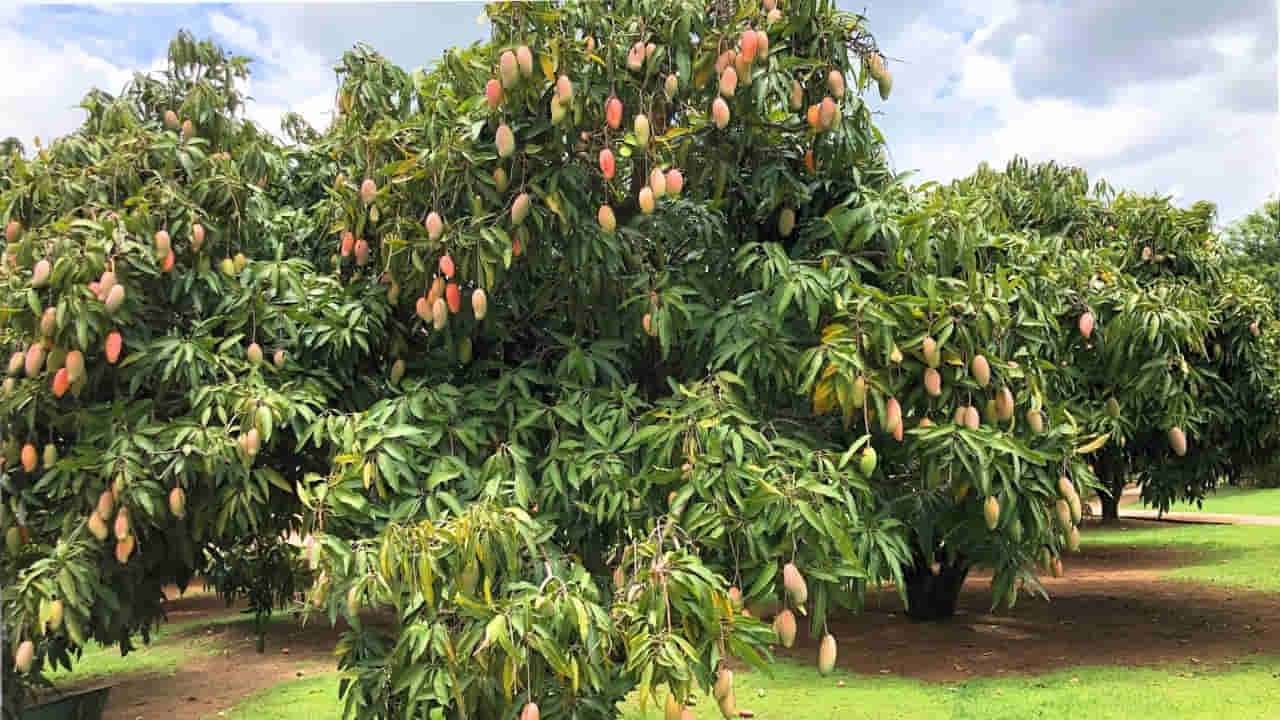 అనుమతి లేకుండా మామిడి చెట్లు నరికేశారు.. ఆరేళ్ళ తర్వాత నిందితులకు 2.66 కోట్ల జరిమానా.. ఎక్కడంటే..