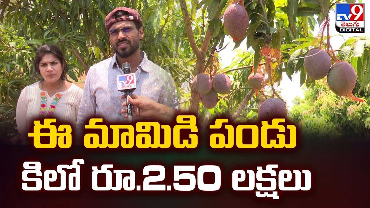 ఈ మామిడి పండు కిలో రూ.2.50 లక్షలు ఎందుకంటే వీడియో