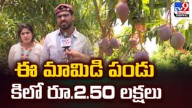 ఈ మామిడి పండు కిలో రూ.2.50 లక్షలు ఎందుకంటే వీడియో ఈ మామిడి పండు కిలో రూ.2.50 లక్షలు ఎందుకంటే వీడియో