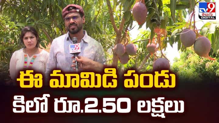 ఈ మామిడి పండు కిలో రూ.2.50 లక్షలు ఎందుకంటే వీడియో ఈ మామిడి పండు కిలో రూ.2.50 లక్షలు ఎందుకంటే వీడియో