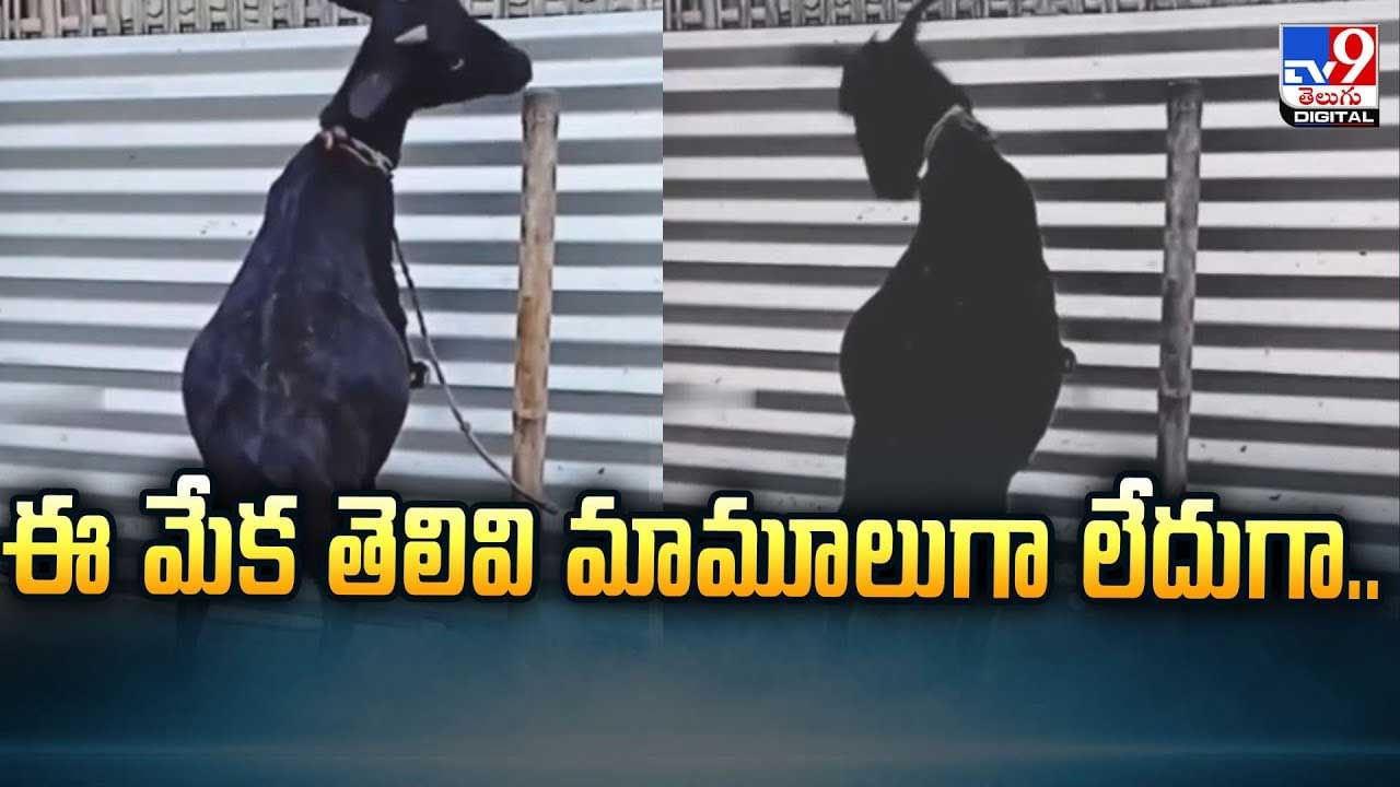 ఈ మేక తెలివి మామూలుగా లేదుగా వీడియో