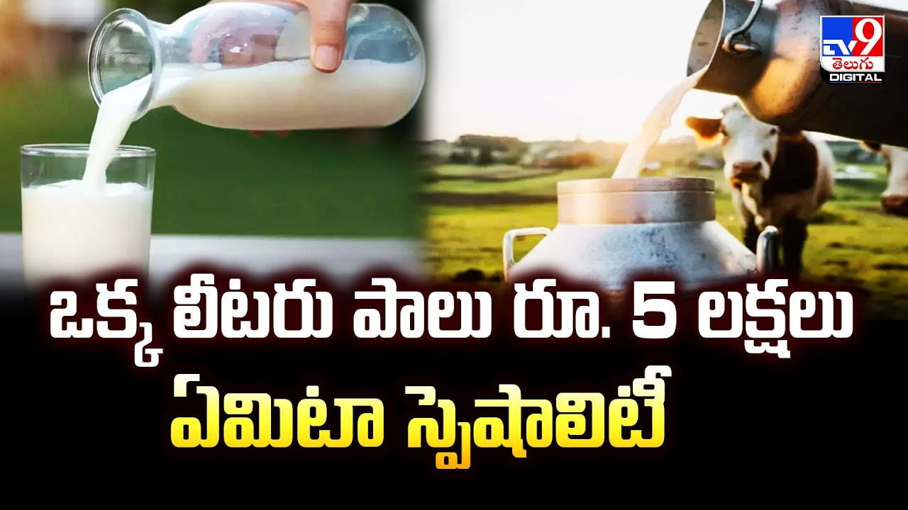 ఒక్క లీటరు పాలు రూ. 5 లక్షలు.. ఏమిటా స్పెషాలిటీ వీడియో