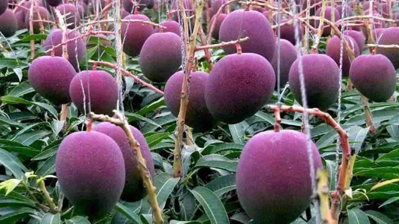 పండ్లలో రారాజు మామిడి.. ఈ రకం పండు తినాలంటే ఆస్తులమ్ముకోవాల్సిందే..! కిలో ఎంతంటే..