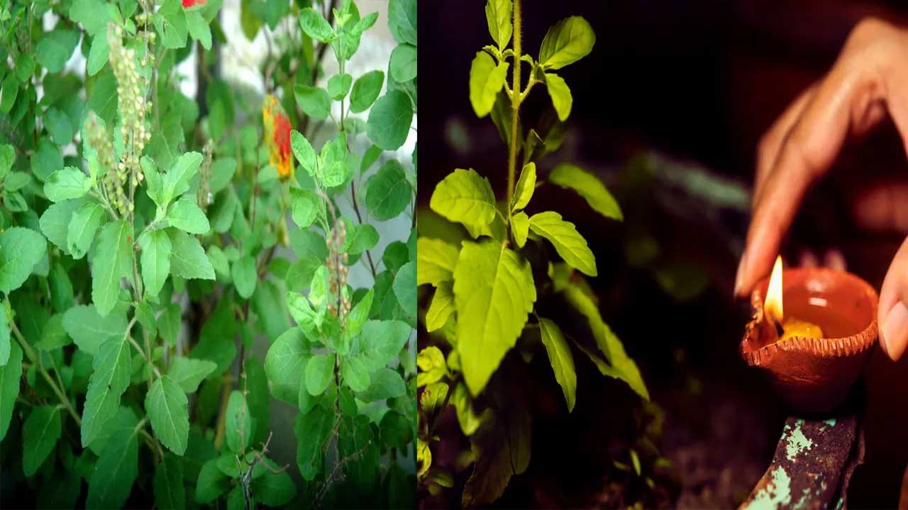 ఇంట్లో ఆనందకర వాతారణం నెలకొని, ఇల్లు సుఖశాంతులతో, ఐశ్వర్యంతో నిండిపోవాలంటే, ప్రతి రోజూ తులసి చెట్టు ముందు నెయ్యి దీపం వెలిగించాలంట. దీని వలన పాజిటివ్ ఎనర్జీ ఉంటుందంట.