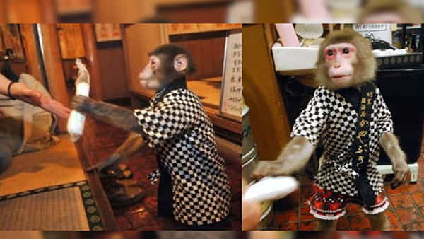 Monkey Waiter: రండి బాబు రండి..! కోతులు ఆహారం వడ్డించే హోటల్.. ఎగబడి వస్తున్న జనాలు..