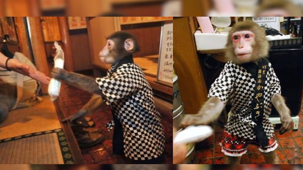 Monkey Waiter: రండి బాబు రండి..! కోతులు ఆహారం వడ్డించే హోటల్‌.. ఎగబడి వస్తున్న జనాలు..