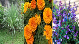 Prostate Cancer: అమెరికా మాజీ అధ్యక్షుడు జో బైడెన్‌కు ప్రొస్టెట్‌ క్యాన్సర్.. ఈ వ్యాధి ఎందుకు వస్తుందో తెలుసా?