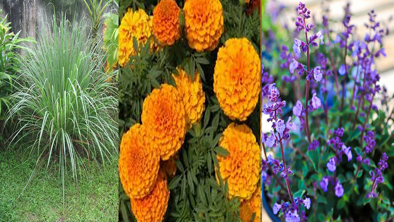 Mosquito Repelling Plants: దోమల సమస్యతో ఇబ్బంది పడుతున్నారా.. ఈ మొక్కలతో చెక్ పెట్టవచ్చు అని తెలుసా..