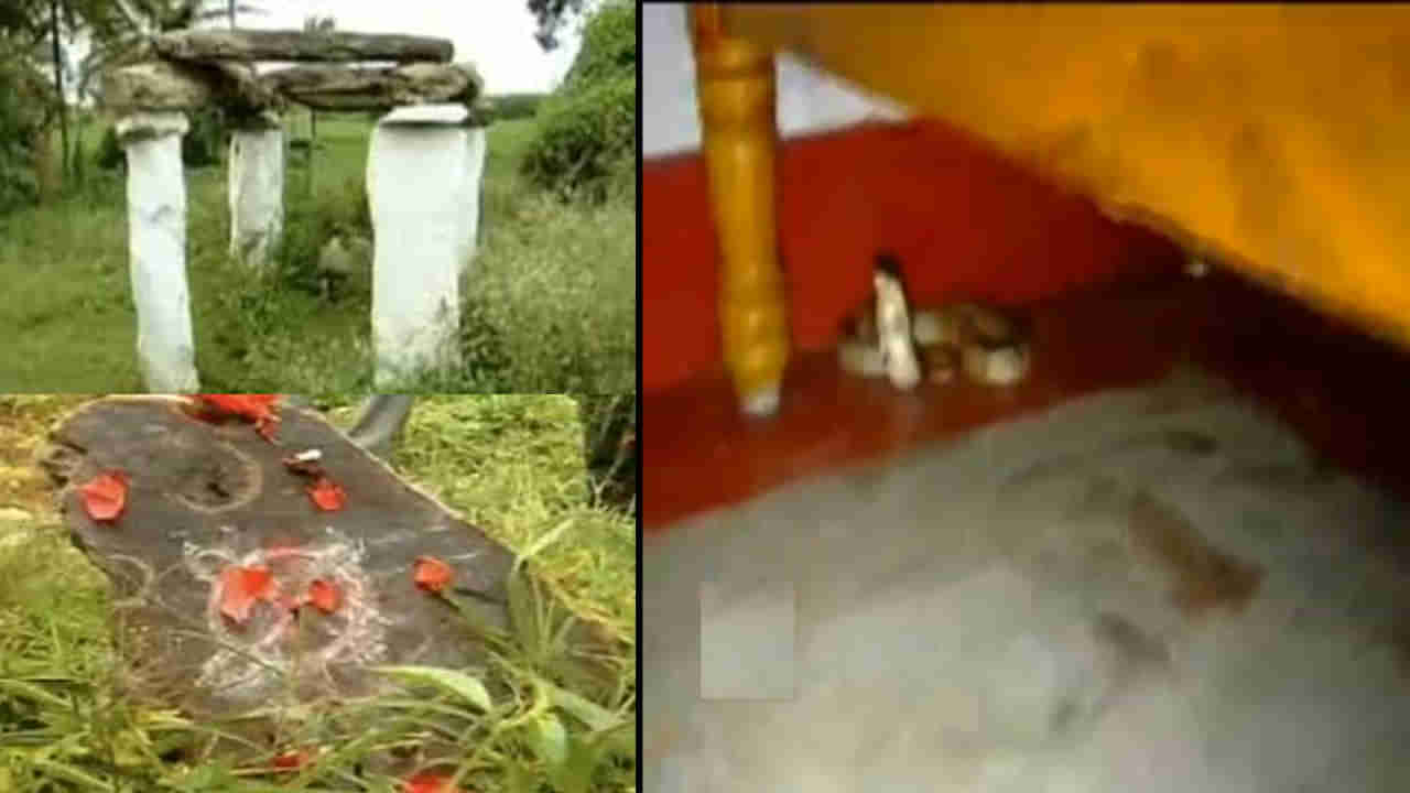 నేటికీ సైన్స్ కి సవాల్ ఈ వింత గ్రామం.. పాము కరచినా విషం పని చేయదు.. సరిహద్దు దాటితే మరణం..