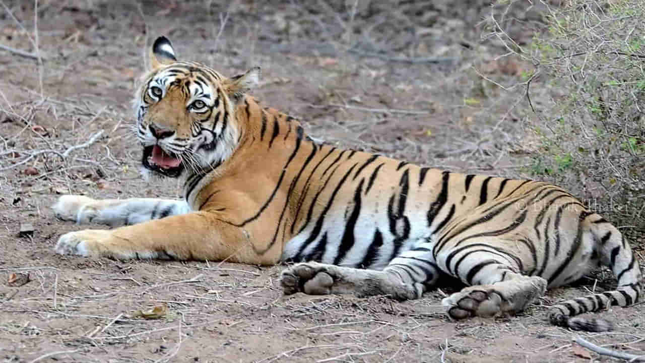 నల్లమల అడవుల్లో కలకలం.. అటవీ డివిజన్ లో పెద్దపులి అనుమానాస్పద మృతి..!