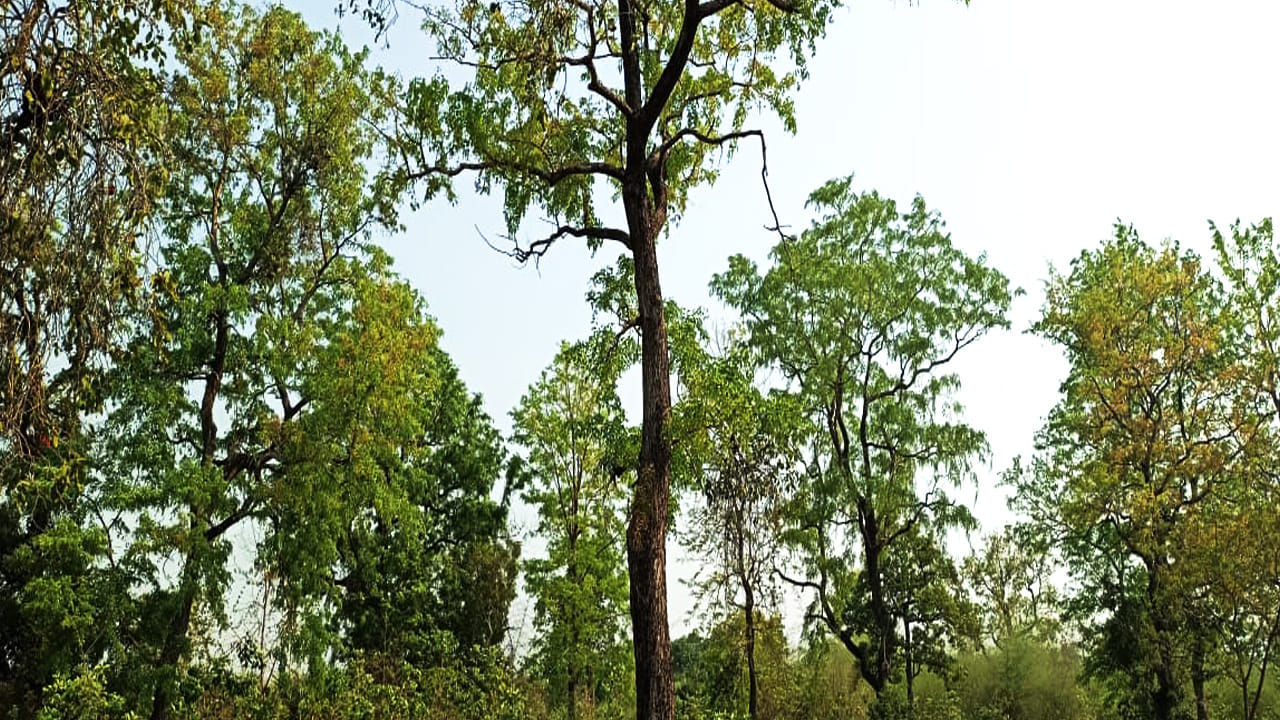 నారవేప చెట్టు గురించి మీకు తెలుసా.. ఈ పవిత్ర వృక్షం ఆలయ ప్రాంగణంలో కొలువుదీరి భక్తులతో పూజలను అందుకుంటున్నదని తెలుసా..