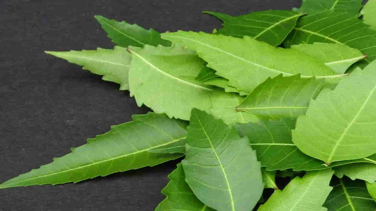 వారెవ్వా.. వేపాకులా మజాకా..? ఉదయాన్నే పిడికెడు నమిలితే చాలు.. లెక్కలేనన్ని లాభాలు..!