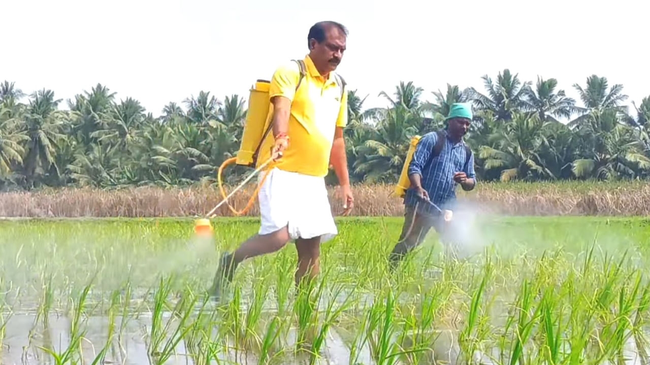 Nimmala Ramanaidu: ఎకరాకు 65 బస్తాలు వరి పండించిన మంత్రి నిమ్మల.. ఆశ్చర్యపోతోన్న రైతాంగం