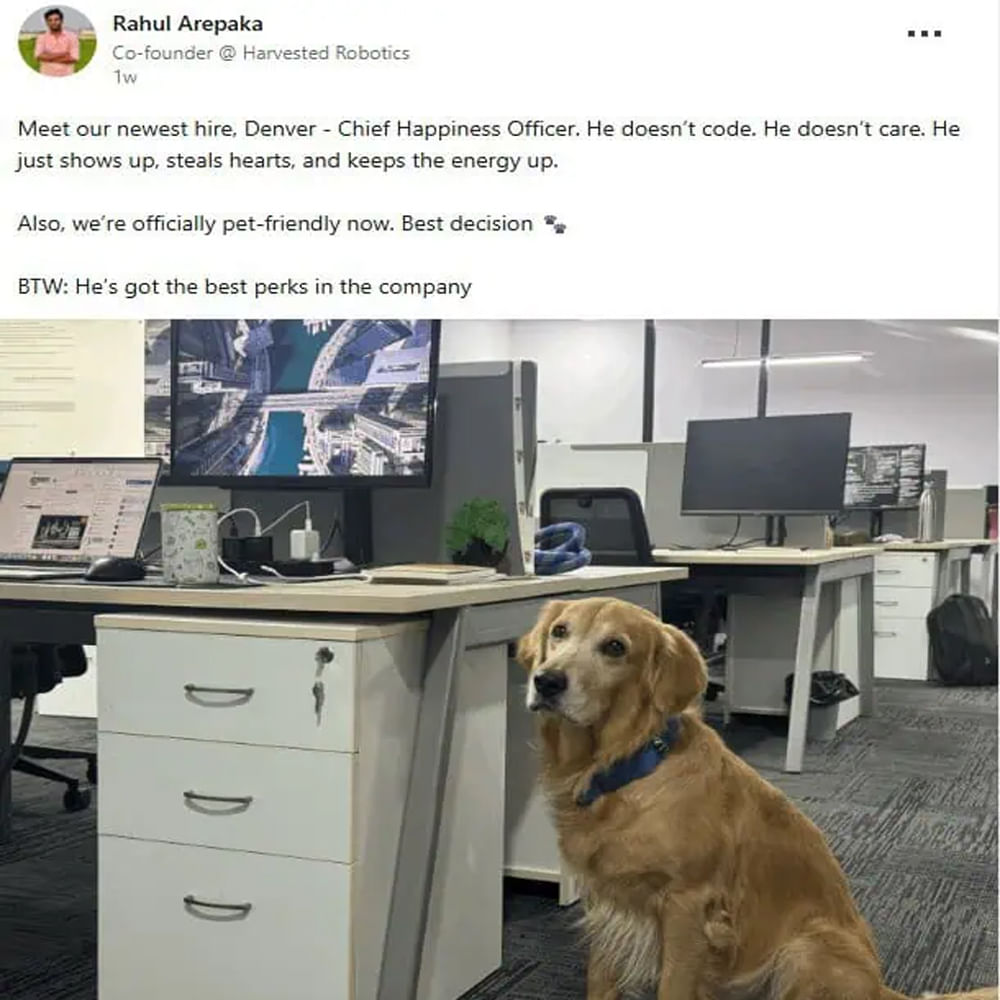 Office Dog