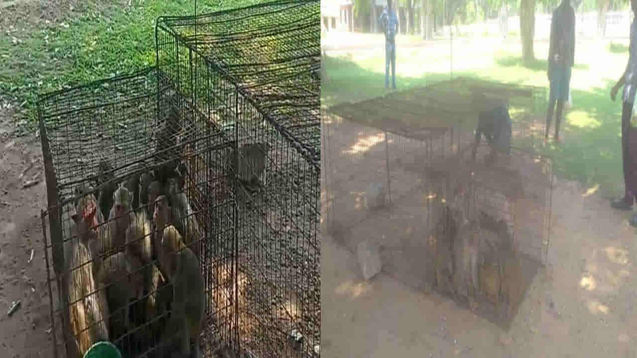 Telangana: మిస్ వరల్డ్ అందగత్తెల భద్రత కోసం ఆపరేషన్ మంకీస్..అక్కడున్న కోతుల తరలింపు!