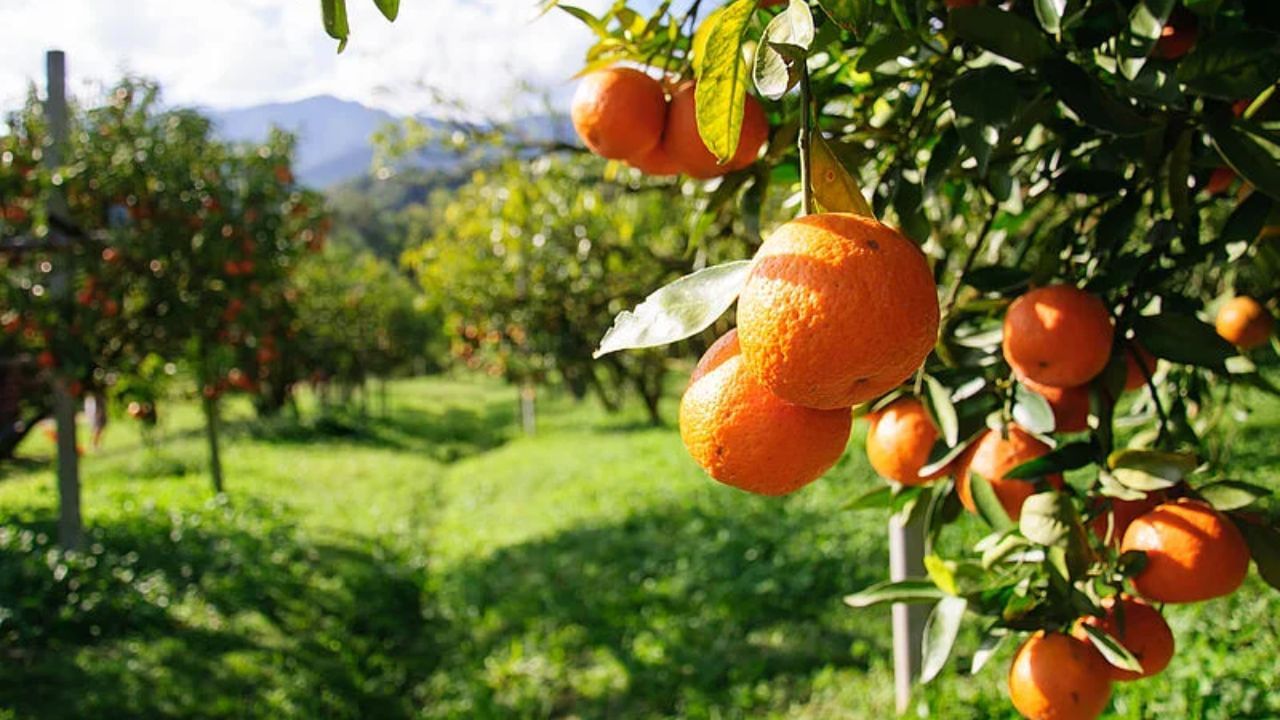 Orange