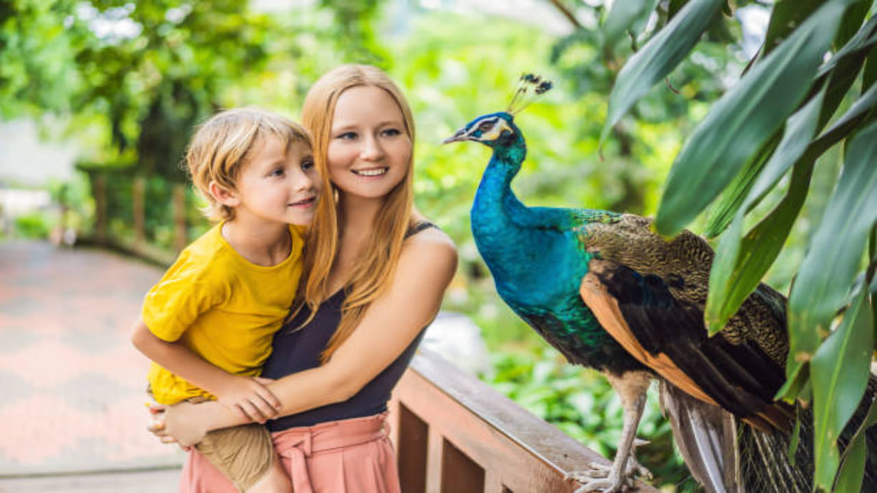 Peacock Parenting: పీకాక్ పేరెంటింగ్ అంటే ఏంటి.. ఇలా చేస్తే మీ పిల్లల భవిష్యత్తును మీరే కాలరాసినట్టు