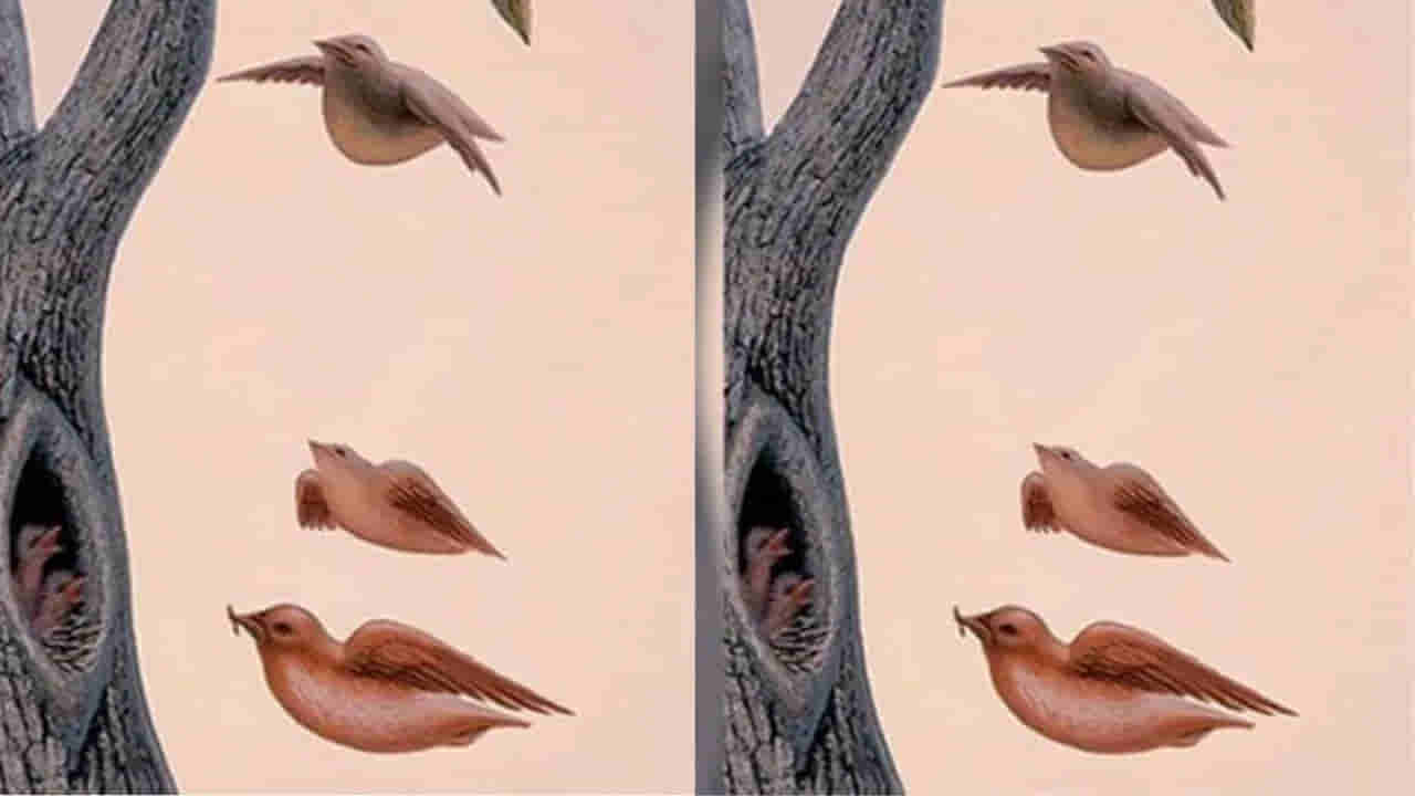 చెట్టు, పక్షి, స్త్రీ ముఖం దాగున్న ఈ చిత్రంలో మీరు మొదట చూసేది మీ వ్యక్తిత్వం