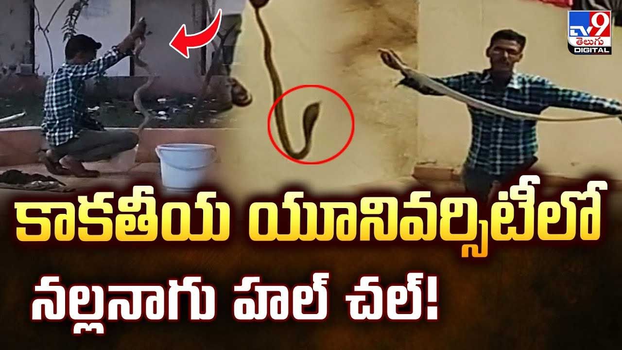 కాకతీయ యూనివర్సిటీలో నల్లనాగు హల్ చల్ వీడియో