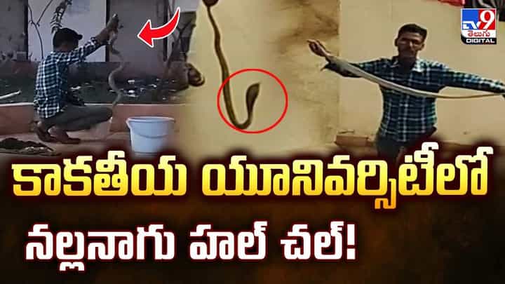 కాకతీయ యూనివర్సిటీలో నల్లనాగు హల్ చల్ వీడియో కాకతీయ యూనివర్సిటీలో నల్లనాగు హల్ చల్ వీడియో