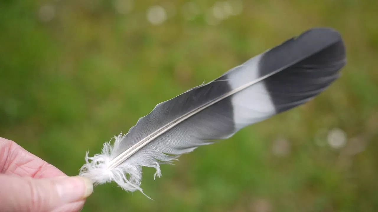 సమస్యలు తొలగిపోతాయి: ఇంట్లో పావురం ఈకను ఉంచుకోవడం ఆనందం, అదృష్టానికి సంకేతంగా పరిగణిస్తారు. దీని కారణంగా దేవతలు ఎల్లప్పుడూ ఇంట్లో నివసిస్తారు. ప్రతికూల విషయాలు, శక్తులు ఇంటికి దూరంగా ఉంటాయి. గృహ సమస్యలు కూడా తొలగిపోతాయని నమ్ముతారు.