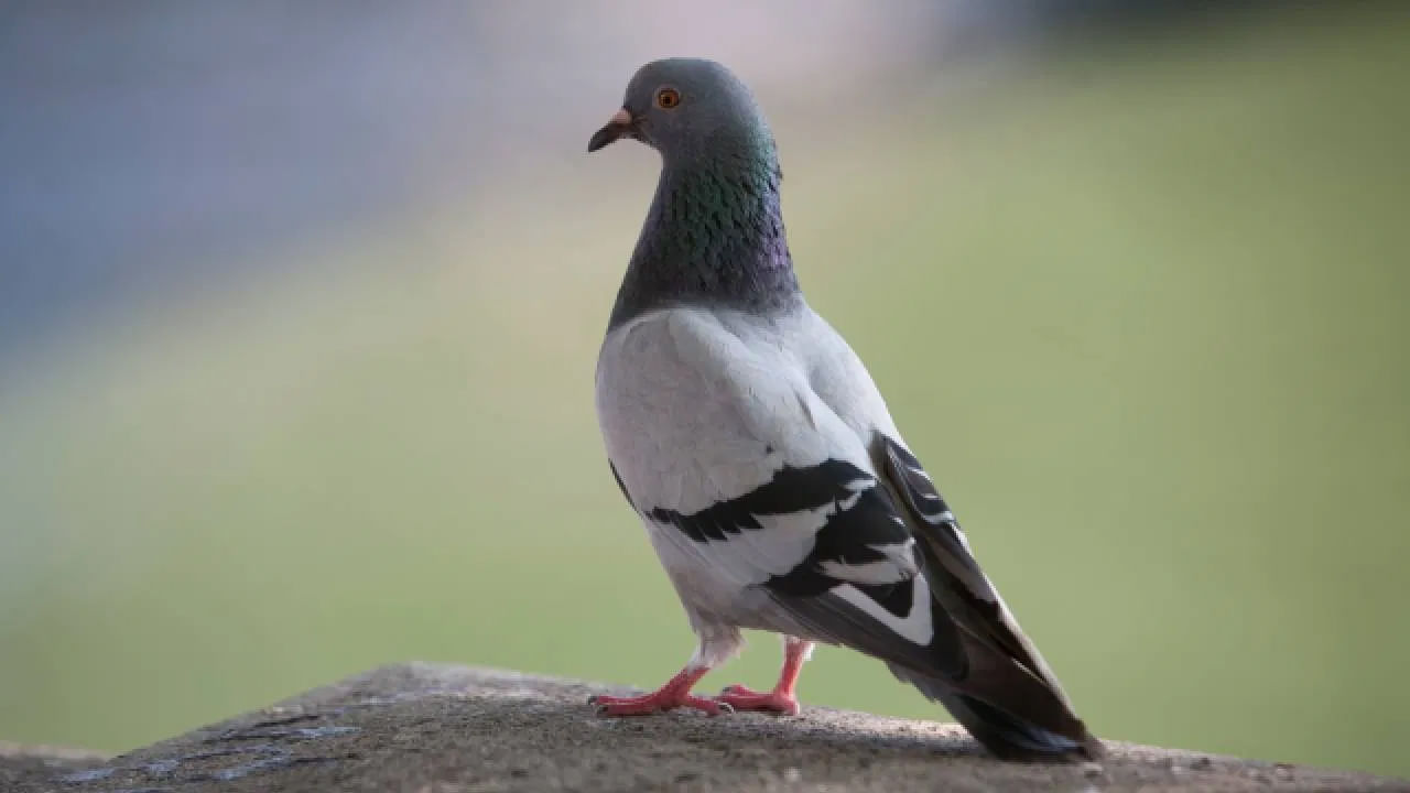 పురోగతికి మార్గం తెరుచుకుంటుంది: ఇంట్లో పావురం ఈకలను ఉంచుకునే వారి ఇంట్లో సంపద దేవత నివసిస్తుందని నమ్ముతారు. అలాగే, లక్ష్మీ దేవి అనుగ్రహంతో ఇంట్లోని వ్యక్తుల ఆదాయం పెరుగుతుంది. అలాగే ప్రతి ఒక్కరూ తమ పనిలో గొప్ప పురోగతి సాధిస్తారని అంటారు.