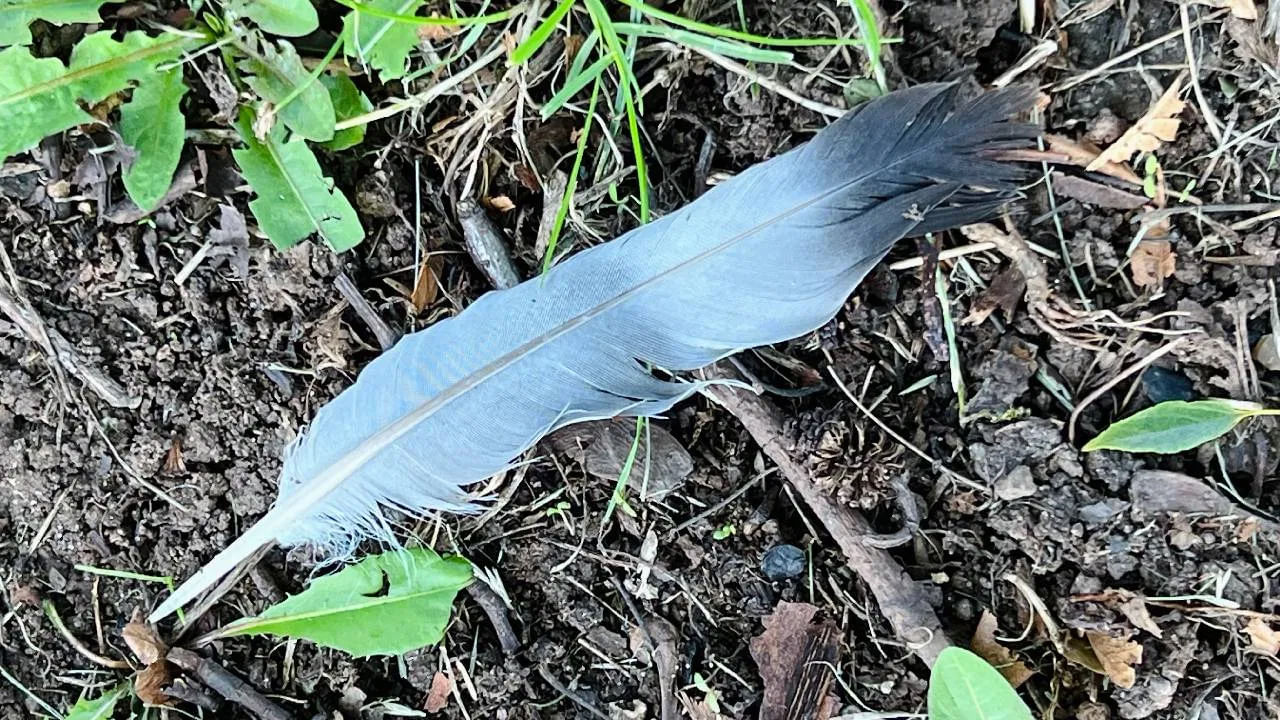 ఇంట్లో ఆనందం నివసిస్తుంది: వాస్తు శాస్త్రం ప్రకారం.. పడిపోయిన పావురం ఈకను తెల్లటి వస్త్రంలో కట్టి ఇంట్లో ఉంచాలి. దీని వల్ల ఇంట్లో ఆనందం వెల్లివిరుస్తుంది. దీని వల్ల లక్ష్మీ దేవి ఆశీస్సులు కూడా లభిస్తాయని నమ్ముతారు.