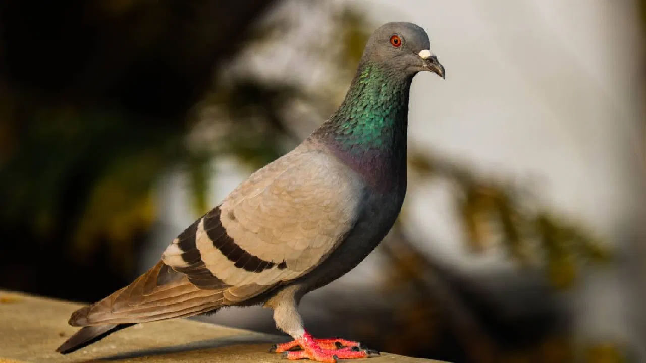 ఇంట్లో సానుకూల శక్తిని పెంచడానికి నార్సిసస్ ఈకలను ఉంచుకోవడం చాలా పవిత్రమైనదిగా చాలా మంది భావిస్తారు. పలు శాస్త్రాలు కూడా ఈ విషయం చెబుతోంది. అదేవిధంగా ఇంట్లో పావురం ఈకను ఉంచుకోవడం మంచిది. ఇంట్లో పావురం ఈకను ఉంచుకోవడం వల్ల ఇంట్లో శాంతి, సామరస్య వాతావరణం ఏర్పడుతుందని చాలా మంది నమ్ముతారు. 