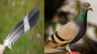 Vastu Tips: ఇంట్లో పావురం ఈకను ఏ దిశలో పెట్టుకుంటే ఎటువంటి ప్రయోజనాలు కలుగుతాయో మీ తెలుసా..