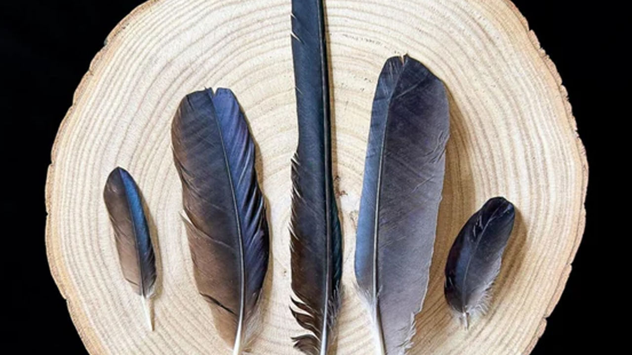 పురోగతికి మార్గం :  పావురం ఈకలను ఉంచుకునే వారి ఇంట్లో సంపద దేవత అయిన లక్ష్మీదేవి నివసిస్తుందని నమ్ముతారు. అలాగే లక్ష్మీ దేవి అనుగ్రహంతో ఇంట్లోని వ్యక్తుల ఆదాయం పెరుగుతుంది. చేపట్టిన ప్రతి పనిలోనూ గొప్ప పురోగతి సాధిస్తారని అంటారు.
