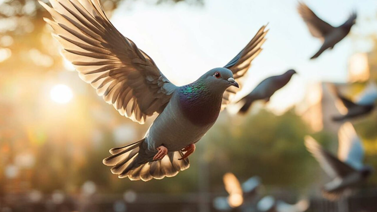 
కొన్ని సంప్రదాయాలలో  ఇంట్లో పావురం ఈకను ఉంచుకోవడం అనేది అదృష్టాన్ని తీసుకుని వస్తుందని, సంపదను ఆకర్షించి ప్రతికూల శక్తి నుంచి రక్షిస్తుందని నమ్మకం.  అంతేకాదు పావురం ఈక ఇంట్లో పెట్టుకోవడం అనేది ఆధ్యాత్మిక మార్గదర్శకత్వం, జీవితంపై సానుకూల దృక్పథంతో ముడిపడి ఉంటుంది. అంతేకాదు ఈ పావురం ఈకను కనిపించడం అంటే దేవదూతనుంచి లేదా ప్రియమైనవారి నుంచి వచ్చిన సందేశంగా అర్థం చేసుకోవచ్చు