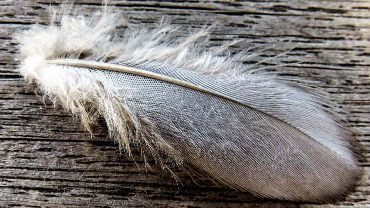 పావురం ఈకను ఎక్కడ ఉంచాలి: వాస్తు శాస్త్రం ప్రకారం లివింగ్ రూమ్ దక్షిణ మూలలో, వంటగది   ఉత్తర మూలలో.. బెడ్ రూమ్ తూర్పు మూలలో ఎవరూ చూడని చోట పావురం ఈకను ఉంచడం మంచిది.