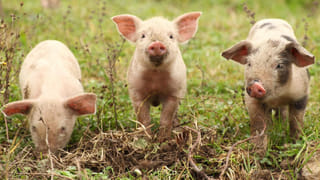 Telangana: ఆ డీఎస్పీ ఆఫీసుకు వాస్తు దోషం..! ఏం చేశారంటే..