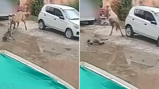 Viral Video: ఇదో సంచార మద్యం దుకాణం.. స్కూటీలో దాచిన లిక్కర్‌ బాటిళ్లు చూస్తే మతిపోవాల్సిందే..!