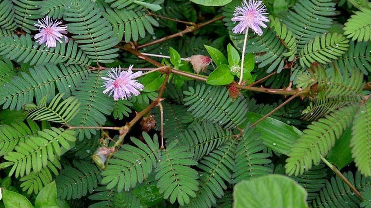 అత్తి పత్తి మొక్క రసాన్ని రక్తం కారుతున్న గాయంలేదా, దెబ్బతగిలిన చోట పూయడం వలన వెంటనే రక్తం ఆగిపోవడమే కాకుండా, గాయం కూడా త్వరగా మానిపోతుందంట. అంతే కాకుండా ఒకానొక సమయంలో మీరు చాక్ తో మీ వేలిని కోసుకున్నప్పుడు కూడా ఈ ఆకులను దంచి చేతికి గాయం ఉన్న చోట పెట్టడం వలన నొప్పి తగ్గుతుందంట.