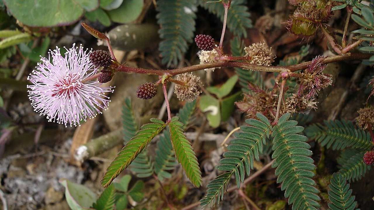 కొంత మంది జీర్ణకోశ వ్యాధులతో బాధపడుతుంటారు. తీసుకున్న ఆహారం త్వరగా జీర్ణం కాదు అంతే కాకుండా, మలబద్ధకం సమస్యతో బాధ పడుతారు. అలాంటి వారికి ఇది ఓ వరం అని చెప్పుకోవాలి. అత్తి పత్తి చెట్టు ఆకులను, వేర్లను బాగా చూర్ణం చేసి దాని రసాన్ని తీసి దాన్ని తాగడం వలన మలబద్ధకం సమస్య నుంచి బయటపడతారంట. వన్ గ్లాస్ నీటిలో వన్ టీస్పూన్ రసం కలుపుకోవాలంట.