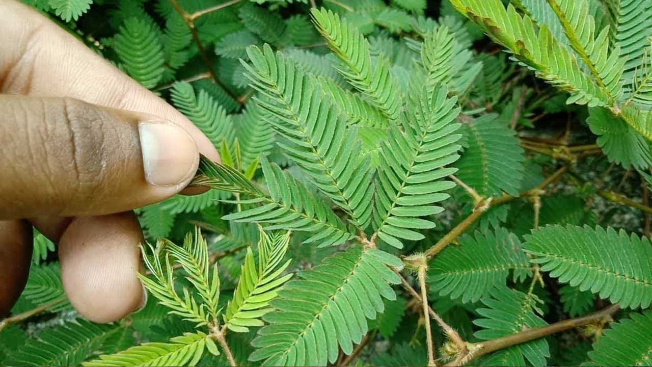 బాలికలలో బహిష్టు సమయంలో అధిక రక్తస్రావాన్ని నివారించడానికి ఇద చాలా ఉపయోగకరంగా ఉంటుందంట. ఈ ఆకులను తీసుకొని, వాటిని శుభ్రంగా కడికి ఎక్కువ నీరు పోసి, బాగా మరిగించాలంట, దానికి 1 చిటికెడు పటిక/స్పాటికా వేసి రోజుకు 2 నుండి 3 సార్లు తినడం వలన అధిక రక్తస్రావం జరగకుండా ఉంటుందంట.