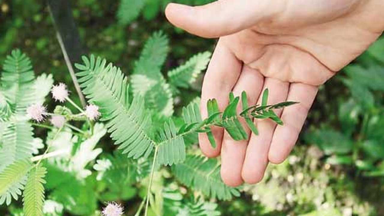 మొటిమల సమస్యతో బాధపడేవారు, అంతే కాకుండా మంగు మచ్చల సమస్యతో బాధపడే వారు ఈ ఆకు రసాన్ని ముఖానికి పూసుకోవడం వలన మొటి మలు, మంగు మచ్చలు తొలిగిపతాయంట. అలాగే, దురద వంటి చర్మ సమస్యలతో బాధ పడే వారు చర్మ వ్యాధుల నుండి ఉపశమనం పొందడానికి, ఈ మొక్క రసాన్ని చర్మానికి పూయడం వల్ల చర్మ వ్యాధుల నుండి ఉపశమనం పొందవచ్చు.