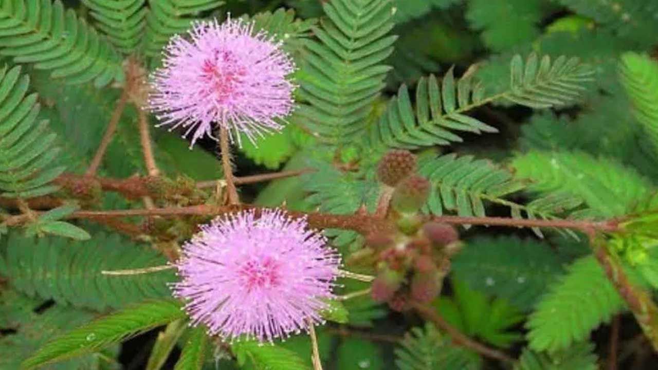 ప్రకృతిలో ఉండే ఎన్నో రకాల మొక్కలు ఏదో ఒక విధంగా ఉపయోగపడుతాయంట. మరీ ముఖ్యంగా చాలా మొక్కల్లో మంచి ఔషధ గుణాలు ఉంటాయి. అయితే మన చుట్టు పక్కల కనిపించే అత్తి పత్తి మొక్క వలన అనేక లాభాలు ఉన్నాయంట. అవి ఏవో ఇప్పుడు తెలుసుకుందాం.