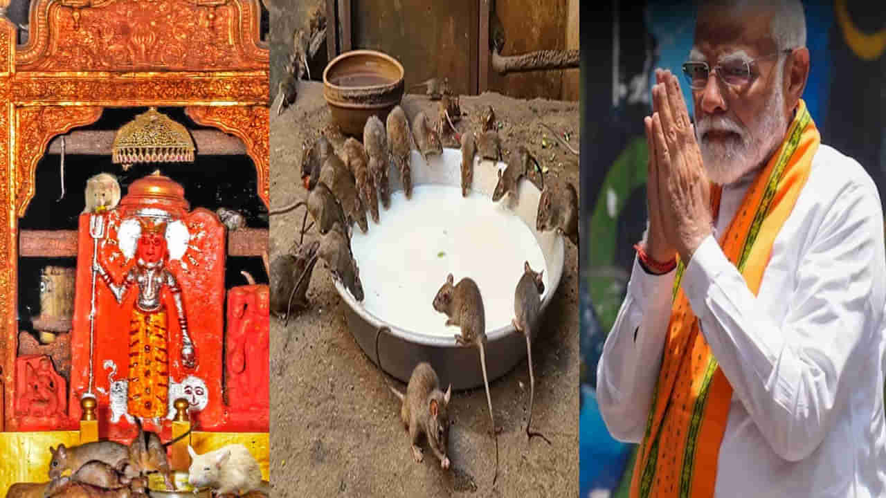 Karni Mata Temple: ప్రధాని మోడీ సందర్శించనున్న కర్ణిమాత ఆలయం.. ఇక్కడ ఎలుకలకు నైవేద్యాని పెట్టే సంప్రదాయం..