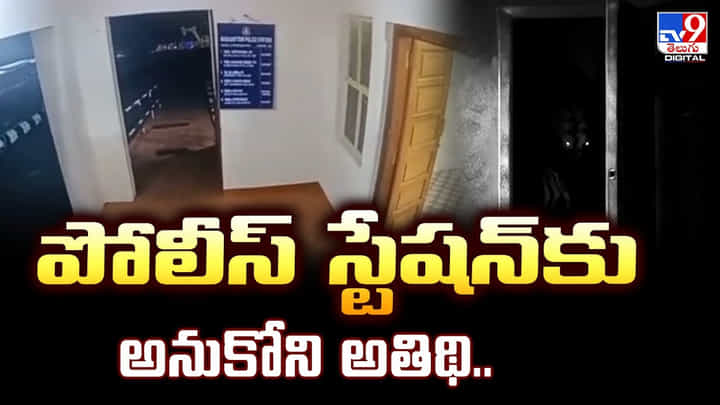 పోలీస్ స్టేషన్కు అనుకోని అతిథి.. వీడియో పోలీస్ స్టేషన్కు అనుకోని అతిథి.. వీడియో