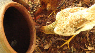 ప్రకృతి వ్యవసాయంపై వినూత్న ప్రచారం..! పొలంలో సరికొత్త సాగుకు శ్రీకారం చుట్టిన అత్తోట రైతు